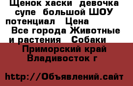 Щенок хаски, девочка супе, большой ШОУ потенциал › Цена ­ 50 000 - Все города Животные и растения » Собаки   . Приморский край,Владивосток г.